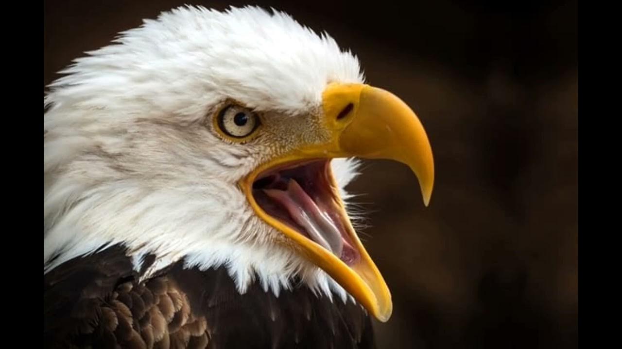 Eagle Scream Sound sound eagle YouTube eagle-scream-sound-sound-eagle-youtube