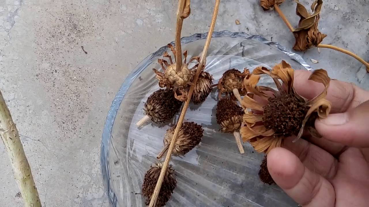 160 How To Collect ZINNIA Seeds Hindi Urdu 6 10 16 YouTube 160 how to collect zinnia seeds hindi urdu 6 10 16 youtube
