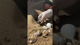 Releasing Baby Turtles on Their Ocean Journey