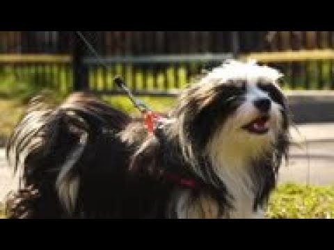 Video: Pet Sangkar: Anjing Memberi Kelahiran di Metro Moscow, Pesakit Parkinson Dapat Menunggang Kuda Akhir