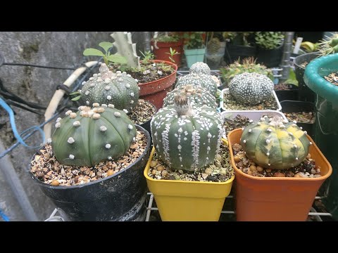 Video: Notocactus. Parodi. Perawatan, Budidaya, Reproduksi. Jenis. Cacti. Tanaman Hias. Mekar Dekoratif. Bunga-bunga. Sebuah Foto