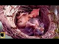 ANAK BURUNG BERJOGET DI SARANG AKIBAT SERANGAN SEMUT