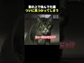 車の上でサボってた野良猫、現行犯で逮捕