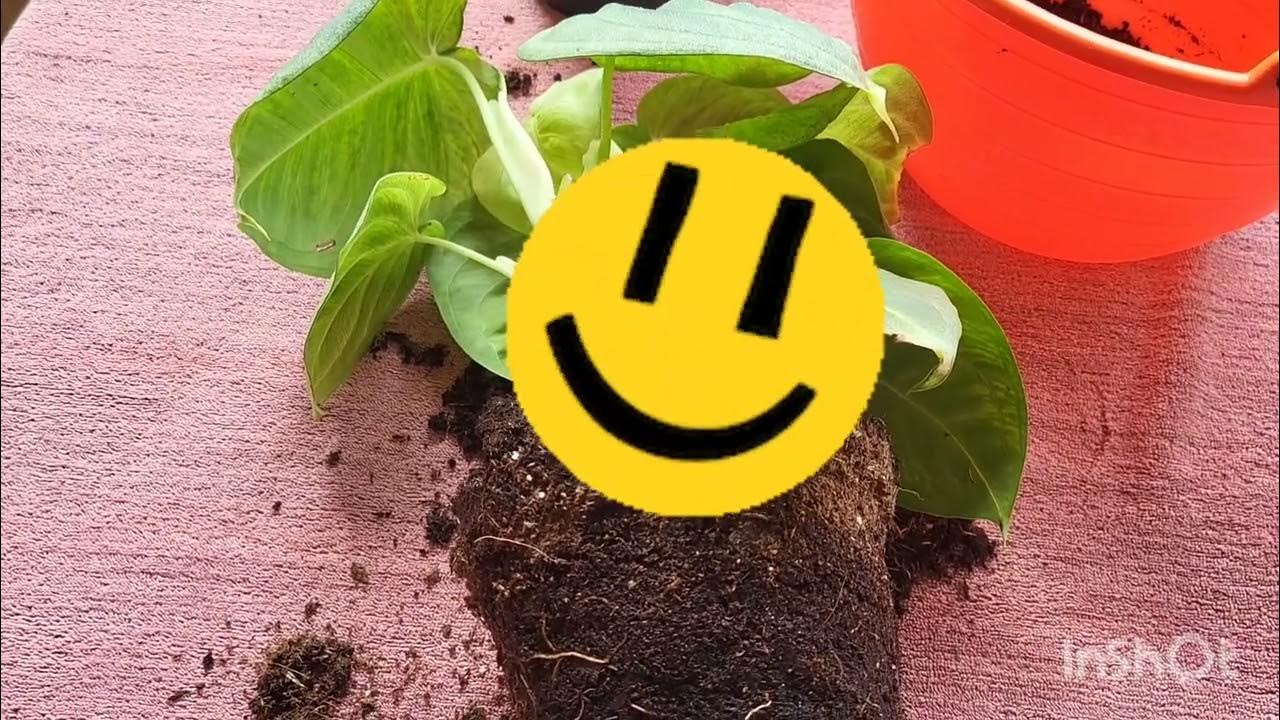 Сингониум Frosted Heart. Морозное сердце. 02.06.2023. - YouTube