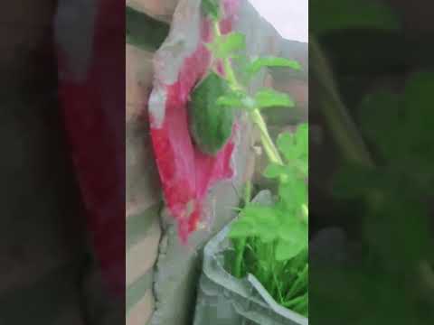 watermelon 🍉 chadpe #sortvideo