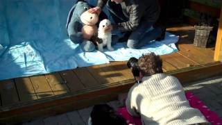 The making of puppie photos by Cees Bol 2011 by DTCHondenschool Wibier 1,193 views 13 years ago 2 minutes, 39 seconds