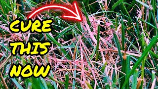 What Is This Red Thread Looking Grass In My Lawn  Get Rid Of It NOW