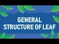 Understanding Leaf Structure and Function