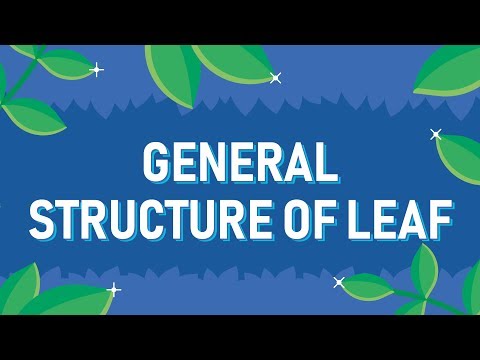 General Structure of Leaf