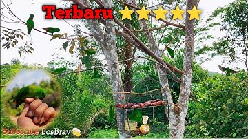 TERBARU MEMIKAT BURUNG SERINDIT DI PINGGIR HUTAN LANGSUNG DI SAMPERIN TERIPAS LIAR