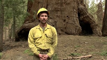 Can California save its Giant Sequoia trees?