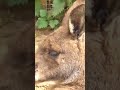 Känguru