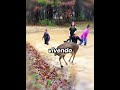 🦌❤️ Il Cerbiatto Che Voleva Far Parte Della Famiglia