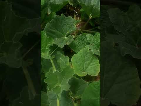 Video: Lagenaria Vulgaris