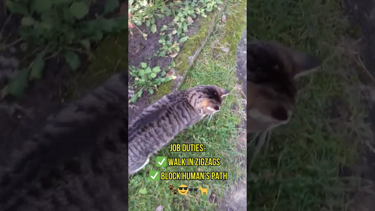 Escort Cat in Action 🐾😼🐾🕶️ 