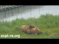 Top 10 BearCam Moments from Katmai National Park