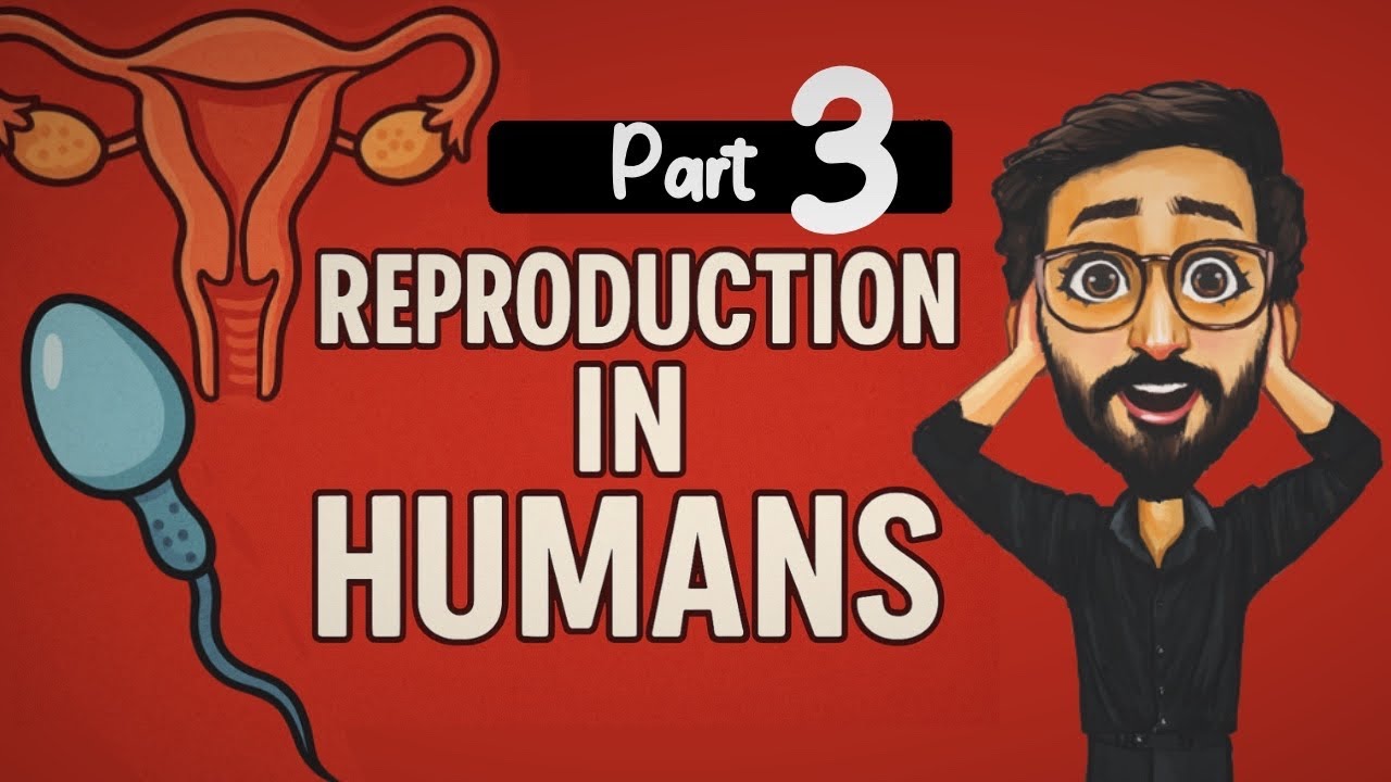 Reproduction in Human | menstrual cycle | senior 3 Biology | chapter three | Dr Mustafa Khedr