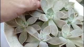 Bagong arrangement | Bagong repot | Succulentlove🥰♥️