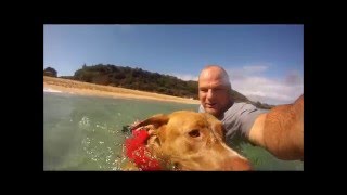 Razzi using her new EzyDog Life Vest