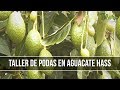 Como y En que Momento Hacer la Poda en el Agucate - TvAgro por Juan Gonzalo Angel