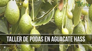 Como y En que Momento Hacer la Poda en el Agucate - TvAgro por Juan Gonzalo Angel