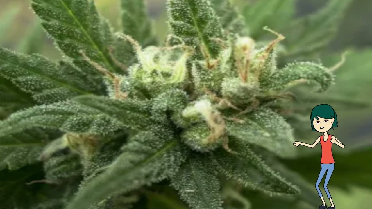 White Candy – 710 Genetics