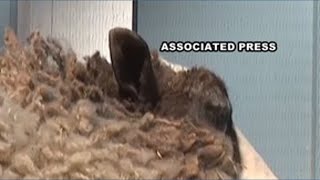 Sheep give birth to a rare set of sextuplets
