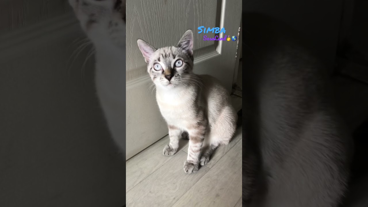 Mon Chat Simba Chaton Siamois Tigre Tigree Chat Le Rois Simba Cat Cute قط سياموا Youtube