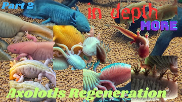 Discover the Fascinating World of Axolotls. Part 2 #Axolotls