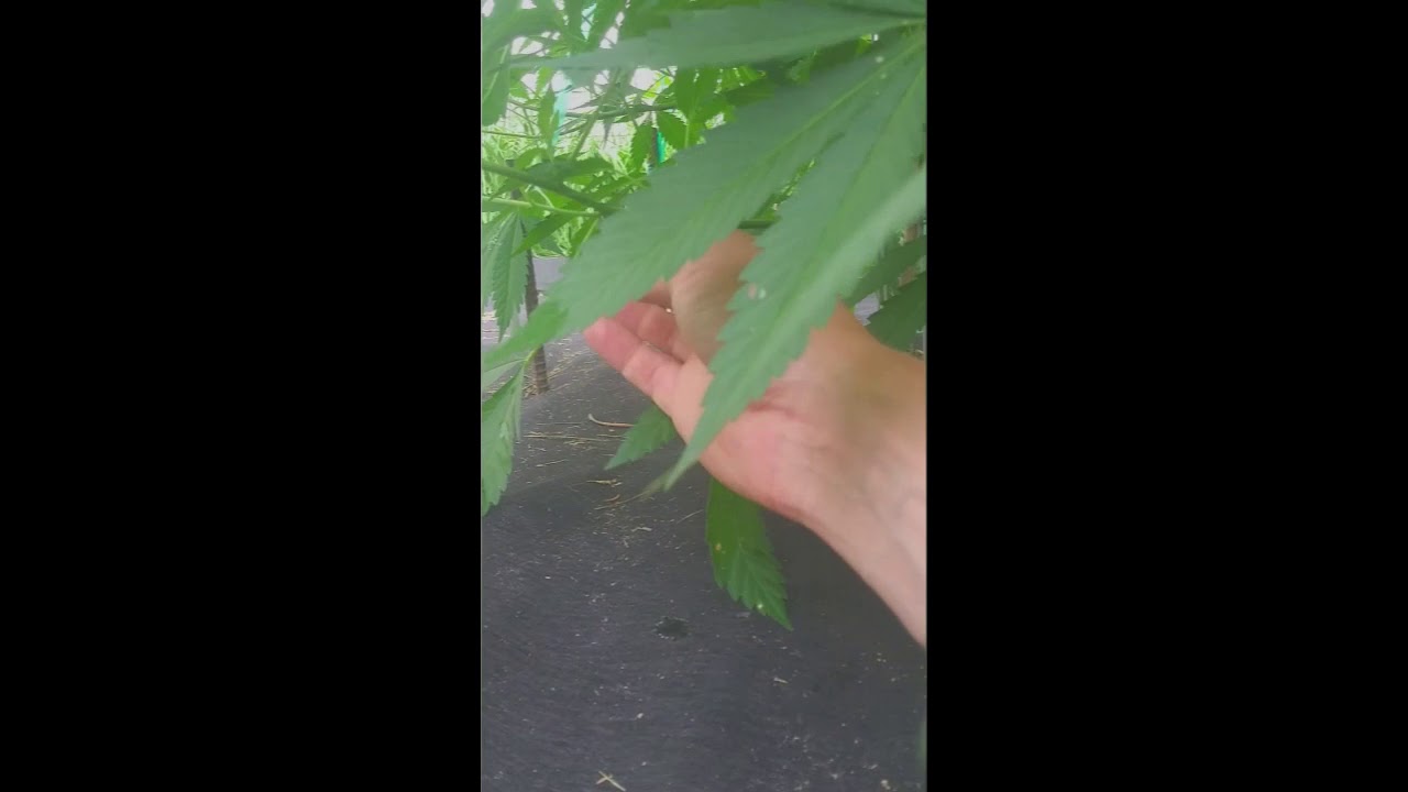 Caterpillars Eating My Weed!