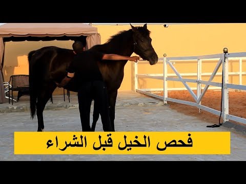 فيديو: كيفية اختيار الحصان