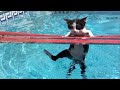 Inflable con piscina para mis gatos graciosos - Los mejores videos de gatitos chistosos 4