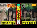 【漫画】人間が動物に育てられたらどうなるのか？（マンガ動画）