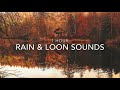 1 Hour Light Rain & LOON Sounds - Loon Calls For Relaxing - *No Music*