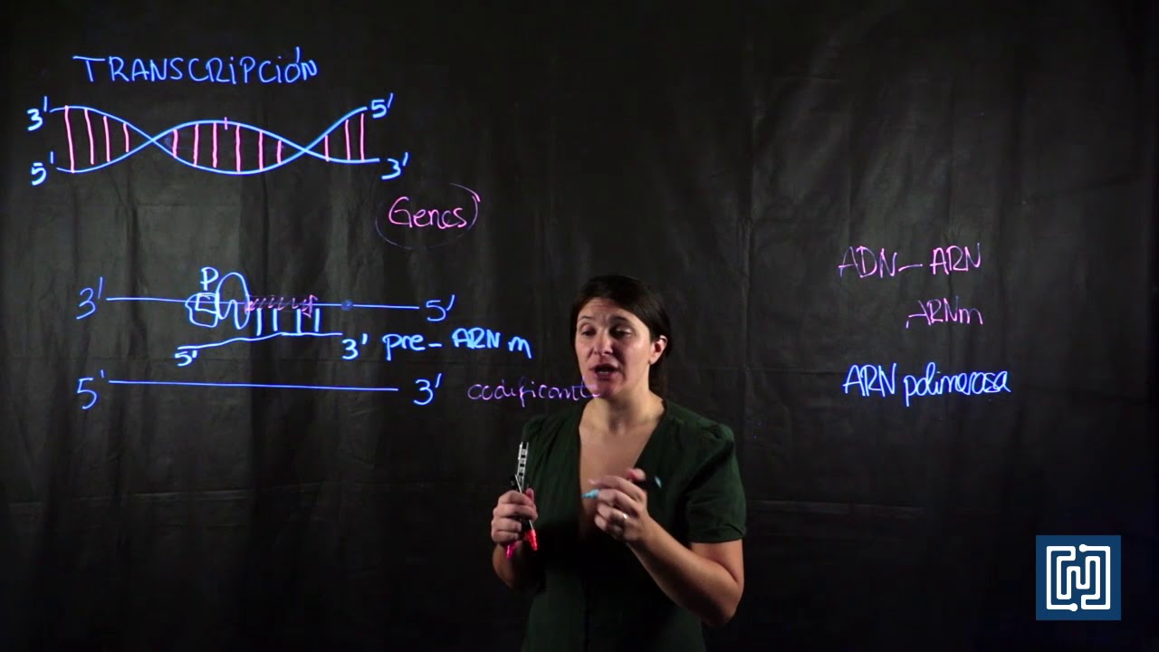 Transcripción en células eucariotas — Transcript