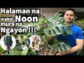 PLANTS NA MAHAL NOON MURA NA NGAYON!!