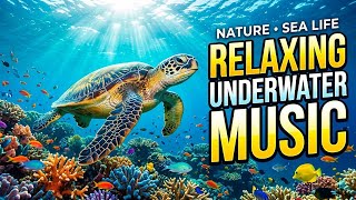 Tranquil Ocean Drift 🌅 • Soothing Relaxation Music for Sleep 😌 • Soft Wave Echoes 🌊