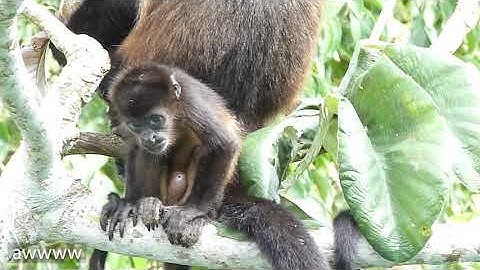 SciComm2020: Short Film #7 - The Independence Day