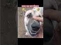कुत्ते के साथ मजाक भारी पड़ा #funny #cartoon #animals #travel #comedy #shorts