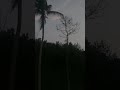 crows checking in the tree . #sunset #evening #crows #nature #india