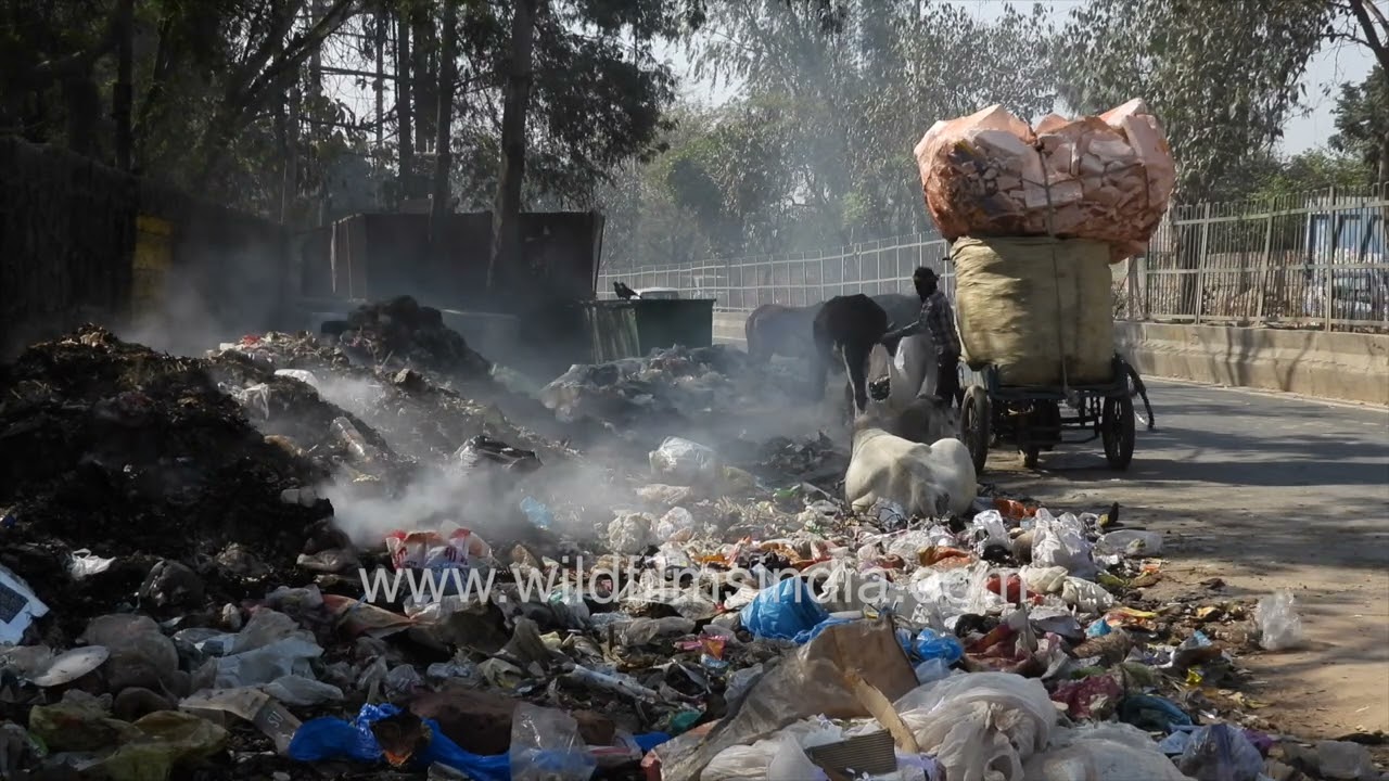 Cows eat plastic from smoking burning trash in Fatehpur Beri, New Delhi: Dystopian face of New India