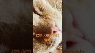「侯峒火車站前的貓咪」分享許雅智的手機視頻