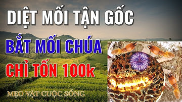 Life Tips | Mẹo Vặt Cuộc Sống-Diệt Mối Chúa, dễ làm, chỉ tốn 100k (có đường link thuốc ở phần mô tả)