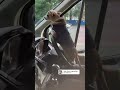 Chihuahua learns to drive 😂😂 #chihuahua #bestlife