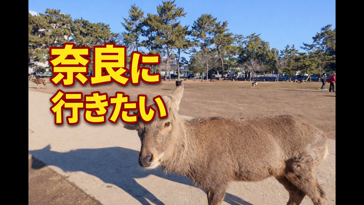 この瞬間を見たら、奈良に行きたくなる🦌✨ | Healing in Nara Park