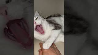 Sleepy cat loves to be stroked#funnyfurryfriends #petlovers #cutecatshorts