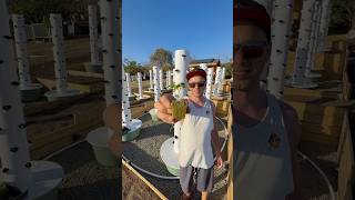Vertical farming in Martinique. This is the first phase of a 180-tower farm. #martinique #farming