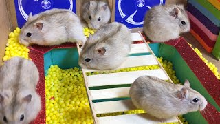 Hamster Prison Break Ball Maze. Challendge for pets in real life. Maze