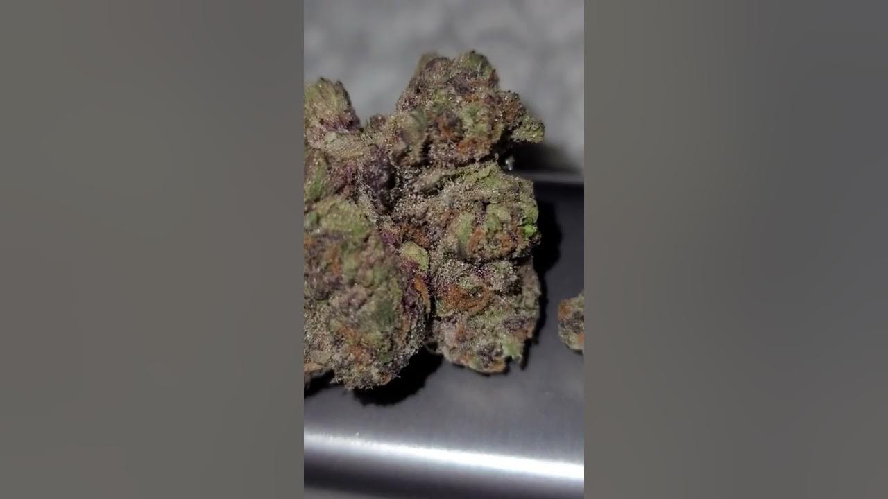 🍪🍨🍧🍨🍪 TRIPLE SCOOP COOKIES STRAIN 🍪🍧🍨🍧🍪 YouTube