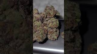 🍪🍨🍧🍨🍪 TRIPLE SCOOP COOKIES STRAIN 🍪🍧🍨🍧🍪